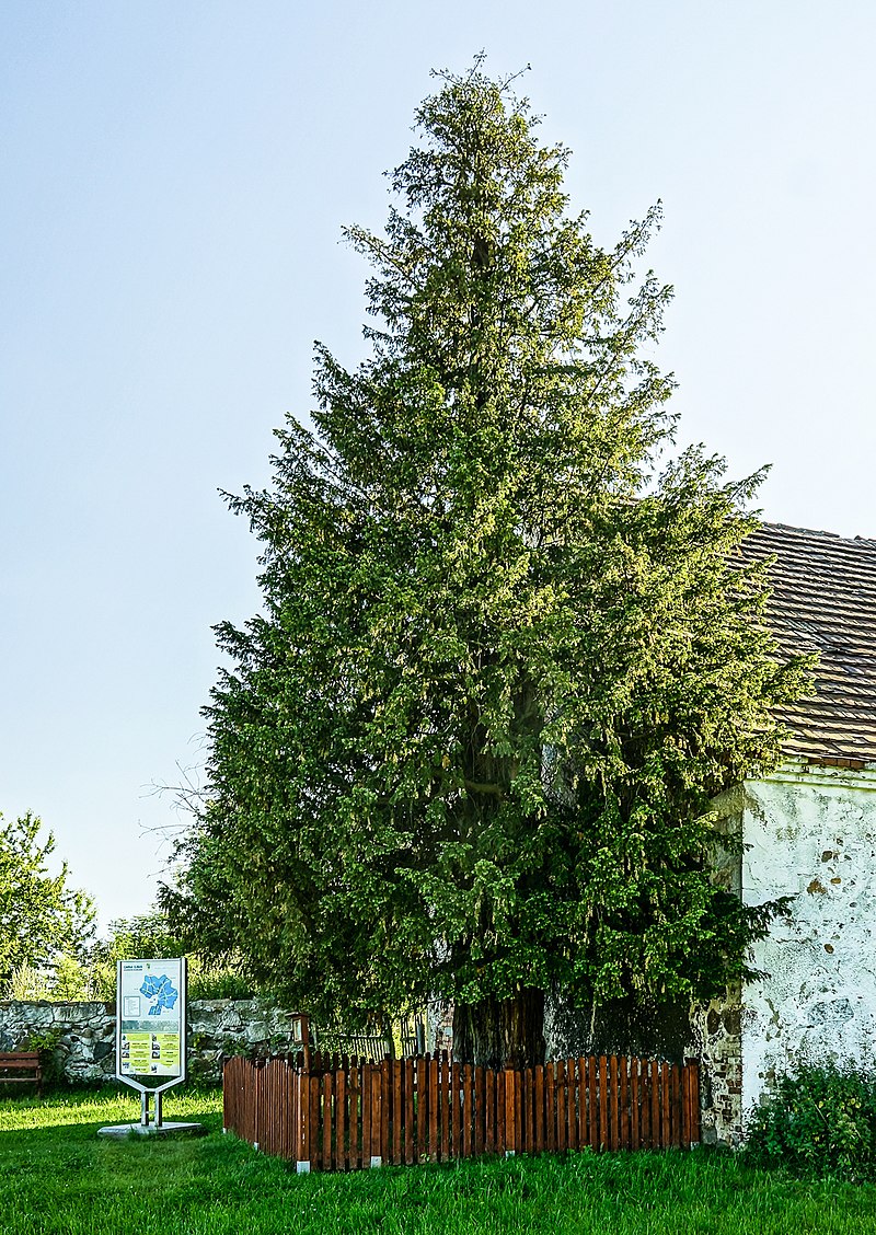 Cis Henrykowski we wsi Henryków Lubański